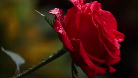 Red Rose Flower in Full Bloom with Water Drops on Dark Background Stock Footage 325835704