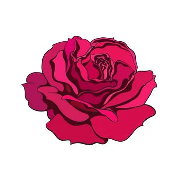 Red rose flower fully open. Design element tattoo, greeting cards, flower shops Stock Illustration