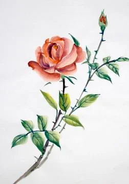 Red rose flower Stock Illustration