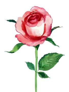 Red rose flower Illustrazione stock