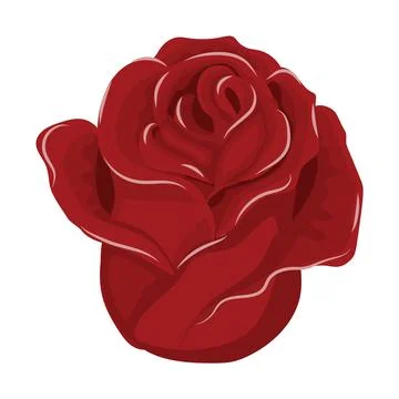 Red rose flower. Stock Illustration
