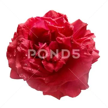 Red rose  flower on isolate background 05 PSD Template