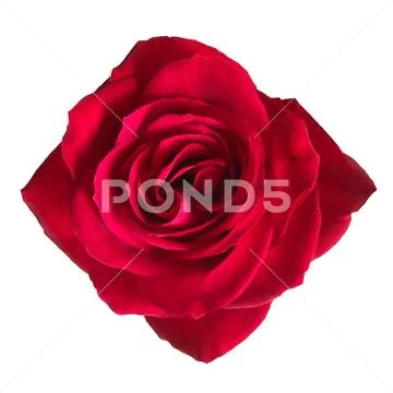 Red rose  flower on isolate background 06 PSD Template