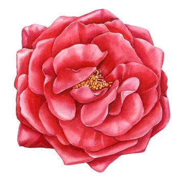 Red Rose flower on isolated white background, Botanical watercolor illustration Stock Illustration