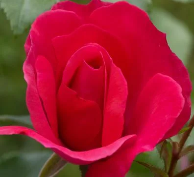 The red rose flower just developing from a bud, on the natural green backgrou Stock Photos