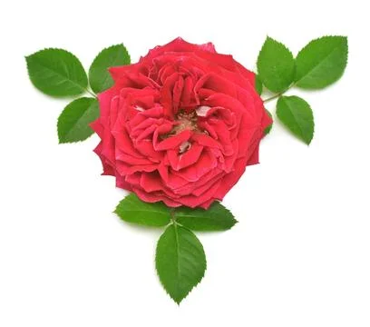Red rose flower with leaf isolated on white background. Wedding card, bride.. Stock Photos