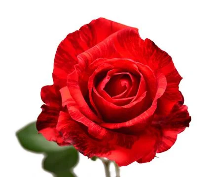 Red rose flower with leaf isolated on white background. Wedding card, bride.. Stock Photos