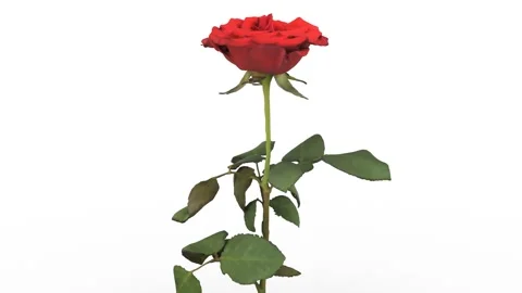 Red rose flower loop on white background Stock Footage 295945103