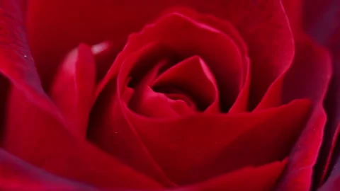 Red rose flower macro 4K close up Stock Footage 155269005