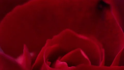 Red rose flower macro 4K close up Stock Footage 155276469