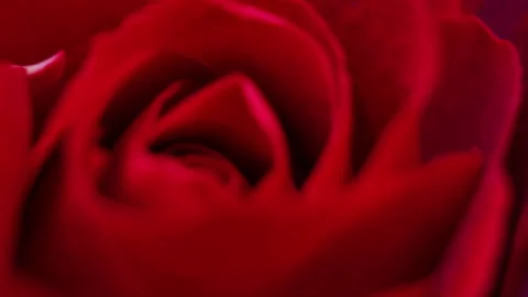 Red rose flower macro 4K close up Stock Footage 155332261