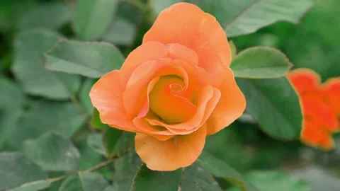 The red rose flower is moving. Stock Footage 169874552