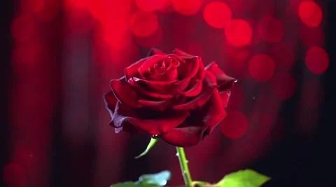 Red rose flower over dark red blinking background. Valentine's Day gift Stock Footage 50055405