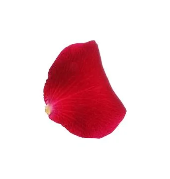 Red rose flower petal on white background Stock Photos