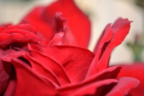 Red rose flower, petals at close range. Stock Photos
