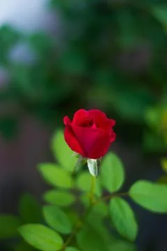 Red Rose Flower Stock Photos