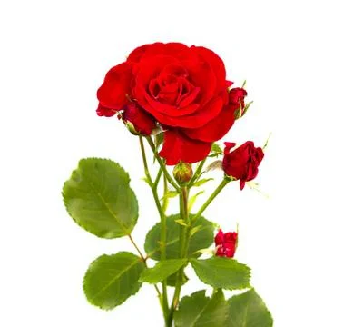 Red rose flower Stock-Fotos