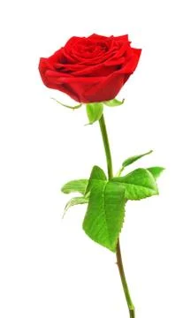 Red Rose Flower Foto stock