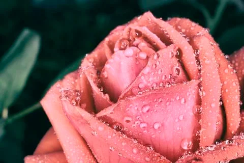 Red rose flower Stock Photos