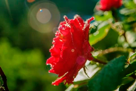 Red rose flower Stock Photos