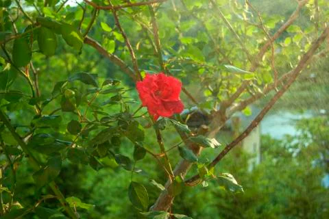 Red rose flower Stock Photos
