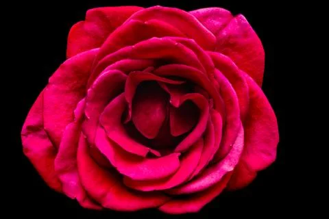 Red rose flower Stock Photos
