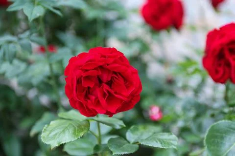 Red rose flower Stock Photos