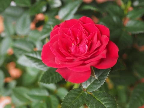 Red rose flower Stock-Fotos