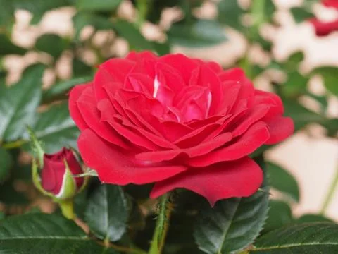 Red rose flower Stock Photos