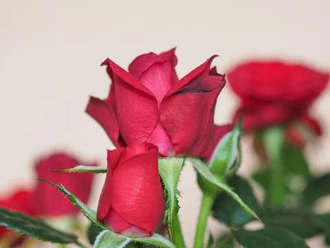 Red rose flower Stock Photos