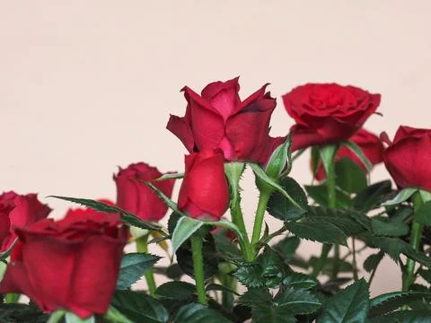 Red rose flower Stock Photos