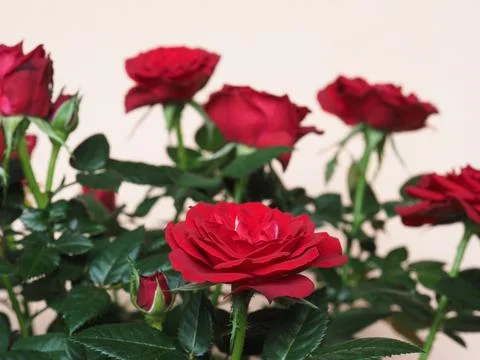 Red rose flower Stock Photos