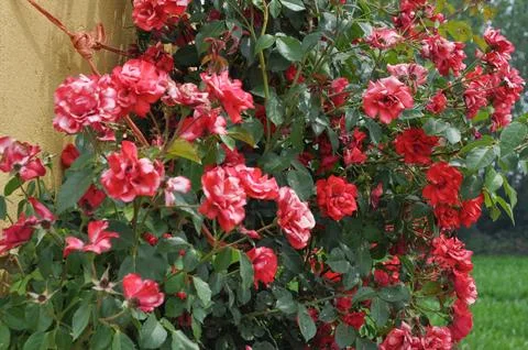 Red rose flower Stock Photos