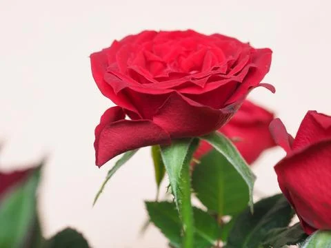 Red rose flower Foto stock