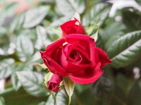 Red rose flower Stock Photos
