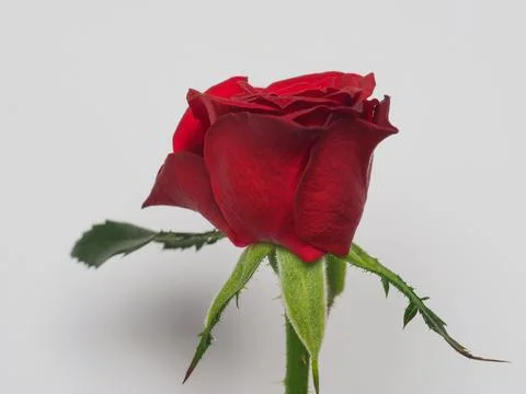 Red rose flower Stock Photos