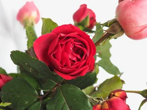 Red Rose flower Stock-Fotos