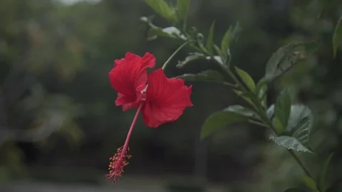 Red rose Flower in planta 動画素材 75580964