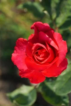 Red rose flower of rose with leaves on green background Stock Photos