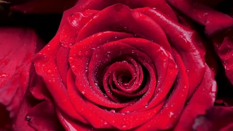 Red rose flower rotating 4k Stock-Footage 150603028