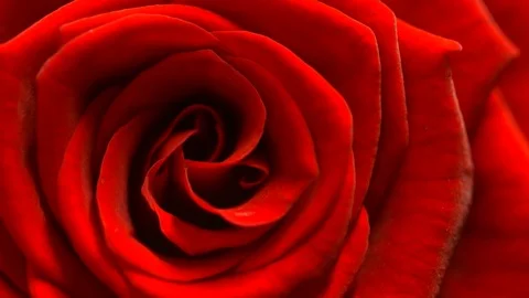 Red rose flower rotation close up background. Symbol of love. Valentine design Stock Footage 73040701