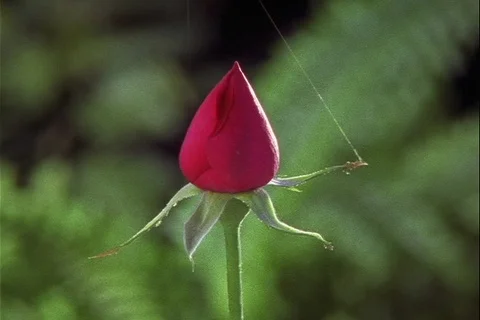 Red Rose flower timelapse opens from bud Video stock 121690596