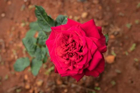 Red rose Flower in Unique texture 写真素材