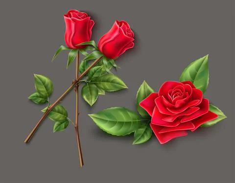 Red rose flower vector on gray background Stock Illustration