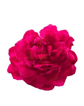 Red rose flower on white Stock Photos