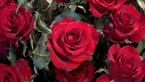 Red rose flowers as a background. Stock Footage 123102841