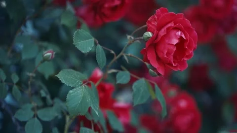 Red Rose Flowers Video stock 131707464