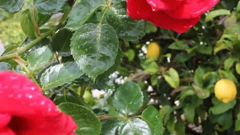 Red Rose Flowers with Raindrops in Spring Garden Close Up Vídeo Stock 335493828