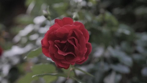 Red Rose Fluttering in the Wind Vídeo Stock 120249198