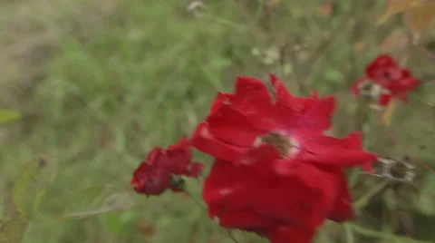 Red Rose Fly By (Canon Log) Stock Footage 54369772